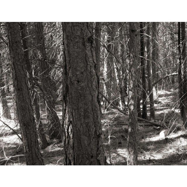 This digital archival print size is 18" x 12" printed on 19" x 13" Vibrance Matte Paper from Breathing Color in Austin,...