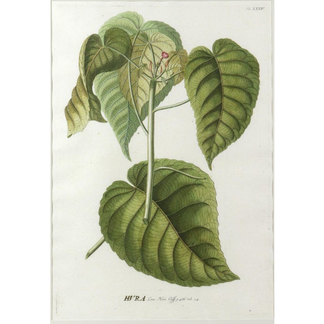 The Sandbox Tree & The Banyan Tree: Exotic Botanical Prints, Plantae Selectae by Georg Ehret, Tab. L & XXXIV : Exotic...