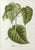 The Sandbox Tree & The Banyan Tree: Exotic Botanical Prints, Plantae Selectae by Georg Ehret, Tab. L & XXXIV : Exotic...
