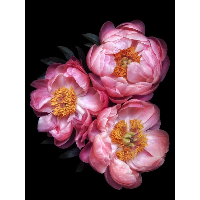 Contemporary signed fine art photographic print “Peony Trio 2” Portrait by Artist Debi Shapiro. This image works...