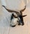 Stunningly beautiful professionally taxidermied Catalina goat shoulder mount designed for wall display. With the...