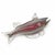 Glass Fish in Blown Art Glass, Set of 2 For Sale - Image 7 of 9
