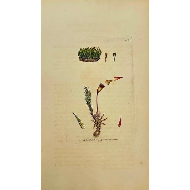 Early 19th Century Early 19th Century James Sowerby – Set of 8 Botanical and Natural History Prints – Tortula Tortuosa For Sale - Image 5 of 9