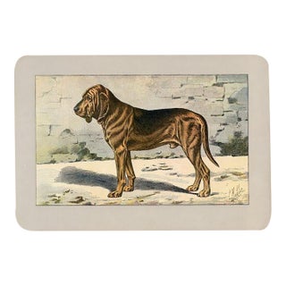 Bloodhound Dog Print, 1907, Antique Dog Print, Lithograph, France For Sale