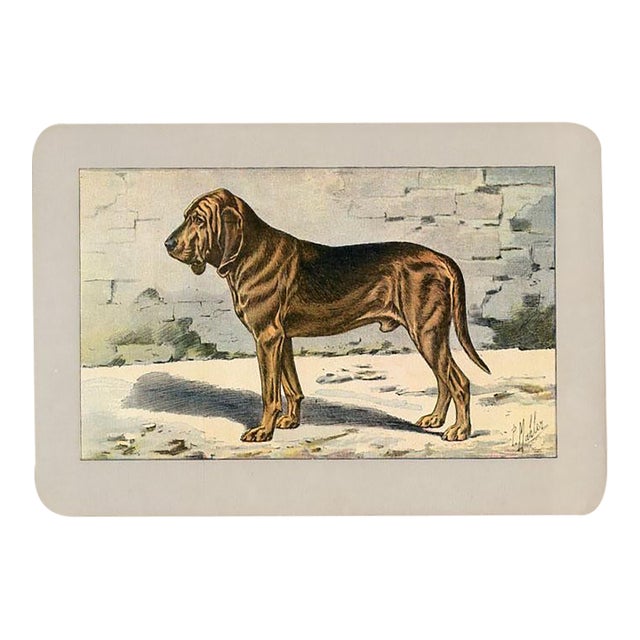 Bloodhound Dog Print, 1907, Antique Dog Print, Lithograph, France For Sale