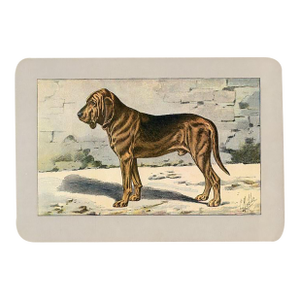 Bloodhound Dog Print, 1907, Antique Dog Print, Lithograph, France