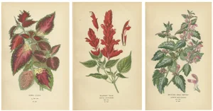 Botanical Prints Hybrid Coleus, 1897, Paper, Set of 3