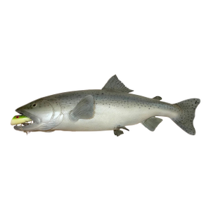 Vintage Handmade Eg Carved Wood Silver Wall Fish Mount Trophy Sculpture