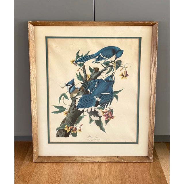 Pair of Vintage Framed Bird Illustration Lithographs by John James Audubon For Sale - Image 10 of 17