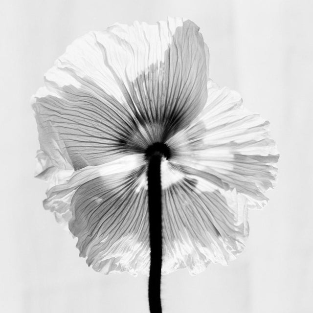 Poppy No.11 printed on archival Hahnemühle Photo Rag Baryta fine art paper, this limited edition piece measures 32 x 32 cm...
