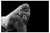 Dean Fikar, Adult Gorilla on Black, Photographic Paper For Sale