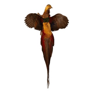 Exquisite Wall-Mounted Flying Red Golden Amherst Pheasant Decor For Sale