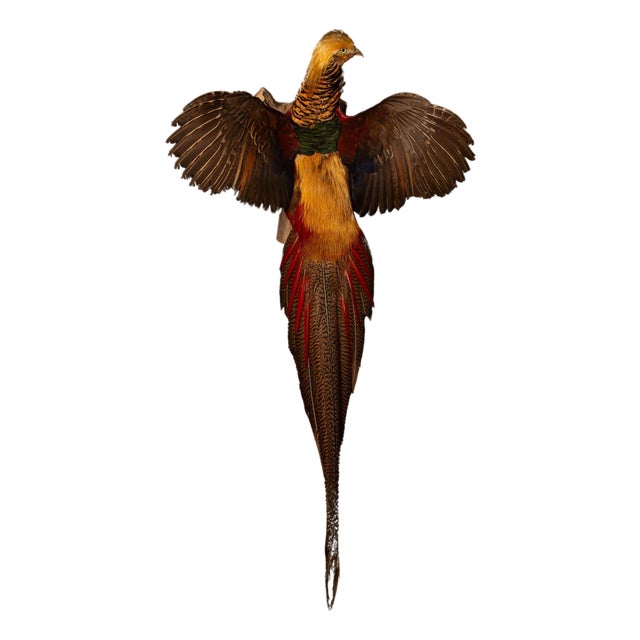 Exquisite Wall-Mounted Flying Red Golden Amherst Pheasant Decor For Sale