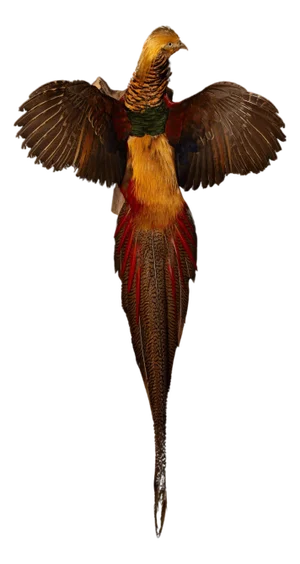 Exquisite Wall-Mounted Flying Red Golden Amherst Pheasant Decor