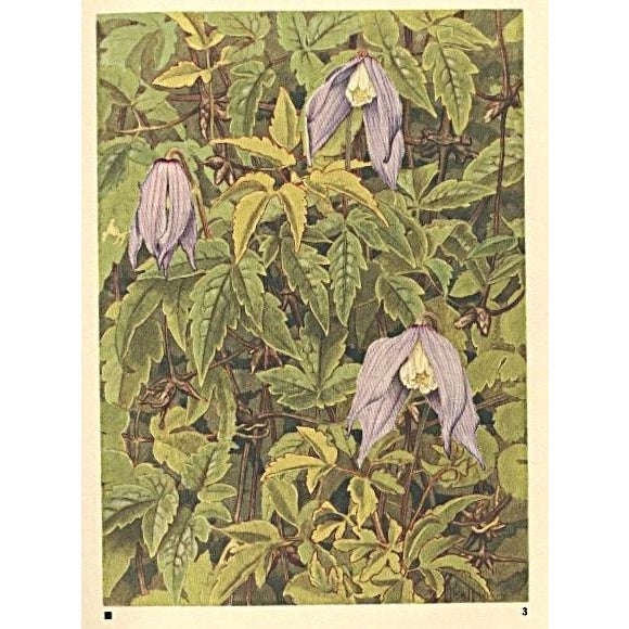 This is a 1945 botanical lithograph that was printed in Switzerland. It is a numbered watercolor image from a book of...