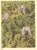 This is a 1945 botanical lithograph that was printed in Switzerland. It is a numbered watercolor image from a book of...