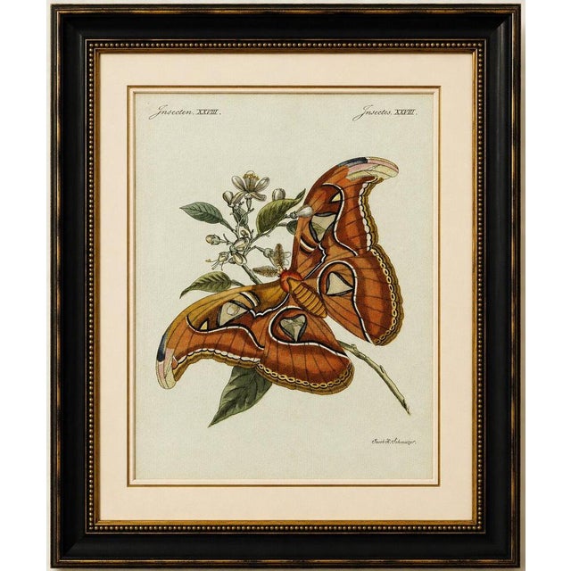 Original antique print of an atlas moth by bertuch, circa 1800 original antique hand-colored copper engraving depicting...