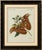 Original antique print of an atlas moth by bertuch, circa 1800 original antique hand-colored copper engraving depicting...