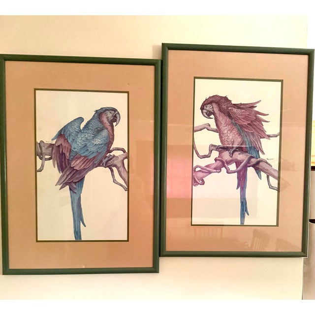 1980s Parrot Framed Prints by Paul Brent - Set of 2 For Sale - Image 6 of 12