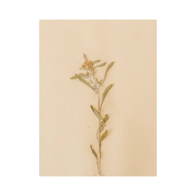 Antique Swedish Herbarium - Marsh Cudweed, circa 1908