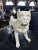 Antique French Bulldog Sculpture | Early 20th Century Plaster & Metal Figure, Circa 1910–1920 A charming and highly...