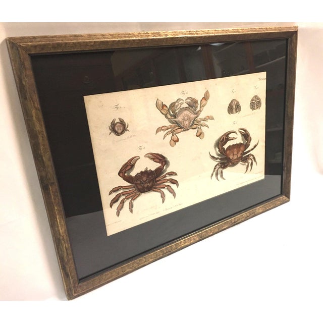 These four beautifully executed crustacean prints were hand-colored by FD Heidenreich in 1793 and are in the style of Mark...