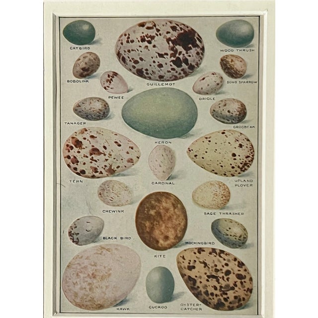 1970s Oology Bird's Egg Scientific Illustration Original Print For Sale - Image 5 of 5
