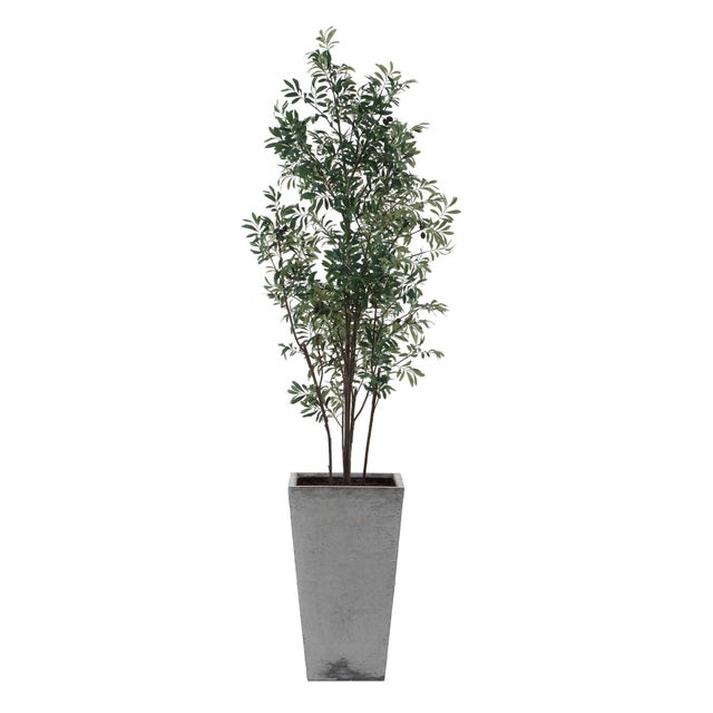 2020s Sonora Olive Tree In Planter For Sale - Image 5 of 8