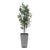 2020s Sonora Olive Tree In Planter For Sale - Image 5 of 8