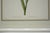 Set of 3 Floral Engraving Prints For Sale - Image 10 of 12