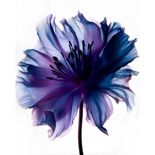 "A Botanical 50" Contemporary Still Life Photograph by Michael Filonow For Sale