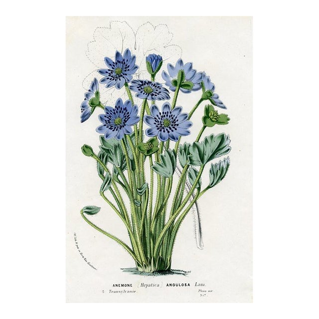 1877, Anemone Botanical Print From Flore Des Serres, Belgium, Antique Lithograph Print For Sale