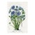 1877, Anemone Botanical Print From Flore Des Serres, Belgium, Antique Lithograph Print For Sale