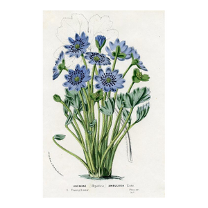 1877, Anemone Botanical Print From Flore Des Serres, Belgium, Antique Lithograph Print