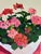Impressionist Potted Geraniums Palette Knife Oil Painting, Signed Shunney, Framed For Sale - Image 3 of 3