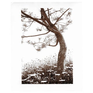 Tree and Daisies Sepia Photo by Garo For Sale
