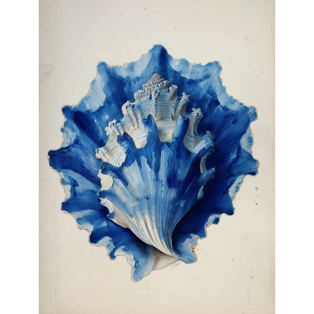 Set of 8 – Blue and White Conch Shells Collection | Coastal Natural History Fine Art Prints For Sale - Image 9 of 18