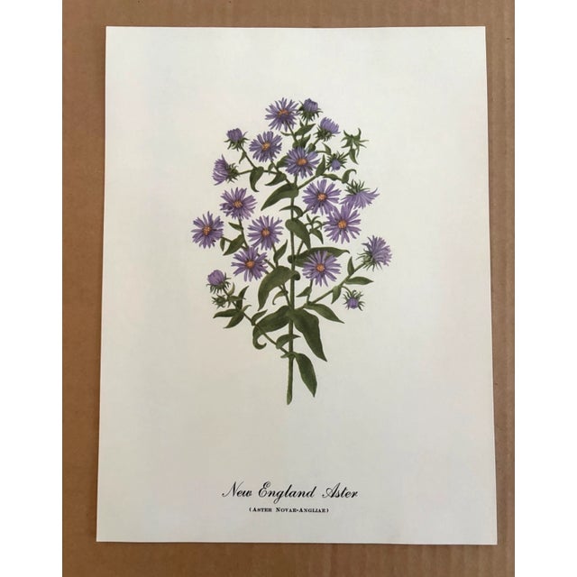 Up for sale is this charming print from an original painting by noted artist Mary Vaux Walcott (1860-1940), matted in an...