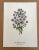 Up for sale is this charming print from an original painting by noted artist Mary Vaux Walcott (1860-1940), matted in an...