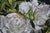 Late 20th Century Deborah Rubin "Peonies" Floral Botanical Still Life Watercolor Painting 50" For Sale - Image 5 of 10