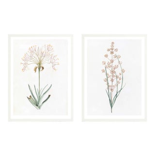 Celerie Kemble Curated Australian Botanical Diptych (24X30) in White Frame For Sale