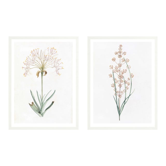 Celerie Kemble Curated Australian Botanical Diptych (24X30) in White Frame For Sale