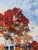 Contemporary Ember Grove Contemporary Oil Painting For Sale - Image 3 of 4