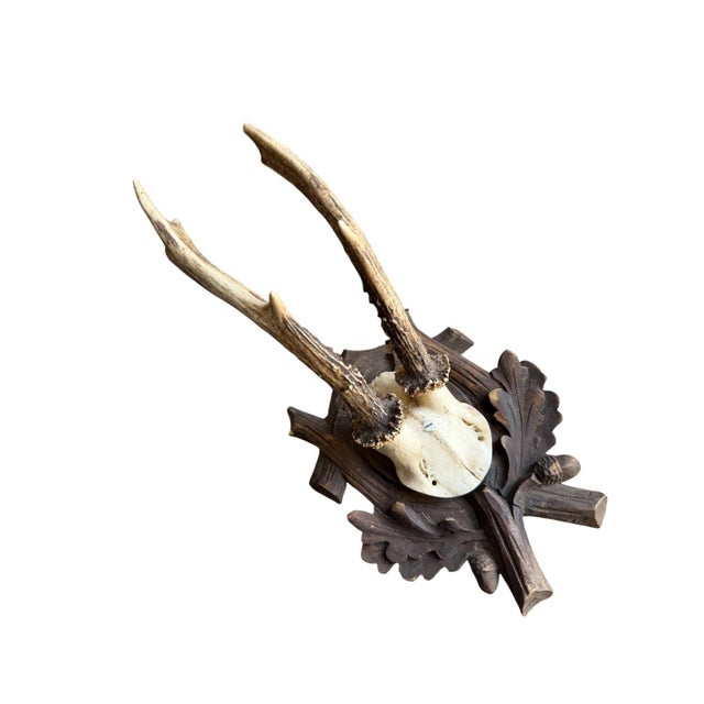 Roe deer trophy on carved wood plaque wtih acorns and oak leaves.