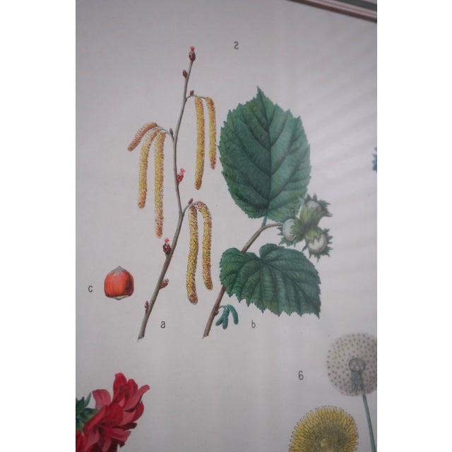 1900 - 1909 Pair of Large Floral Botanical German Color Engravings For Sale - Image 5 of 16