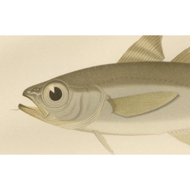 Esmark's cod and grenadier fish - rare and striking scandinavian lithograph this captivating 19th-century lithograph from...