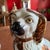 A Fine Pair of Antique Staffordshire Spaniel Dogs With Copper Lustre, Circa 1880 For Sale - Image 11 of 12