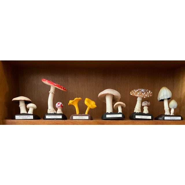 Mid-Century Modern 20th Century Educational Mushroom Models attributed to Deyrolle, France, 1960s, Set of 19 For Sale - Image 3 of 10