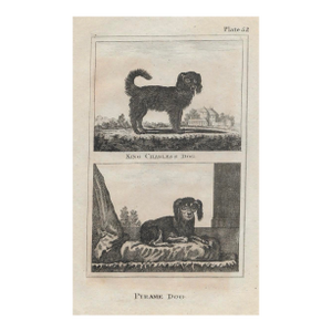 Antique King Charles and Pyrame Dogs Print