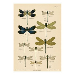 Richard Tümpel, Calopteryx & Lestes Damselfly from Die Geradflügler, 1908, Lithograph For Sale